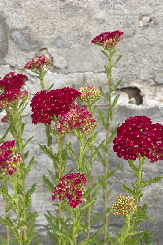 Achillea ‘Pomegranate’ #1
