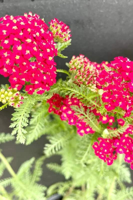 Achillea m. ‘Paprika’ #1