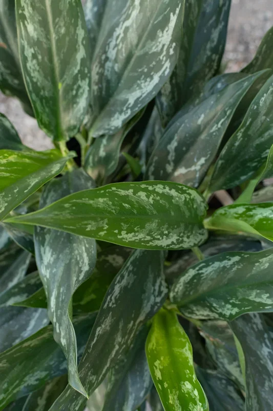 Aglaonema ‘Shades’ 10″