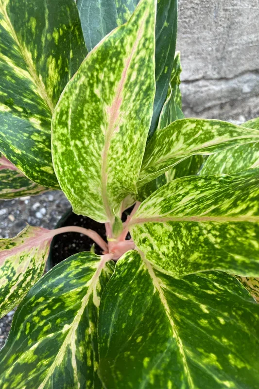 Aglaonema ‘Sparkling Sarah’ 6″