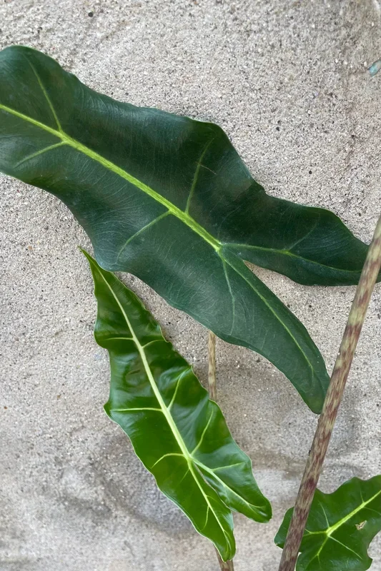 Alocasia ‘Sarian’ 4″