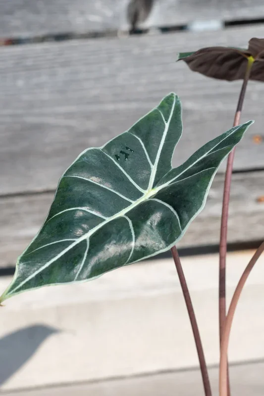 Alocasia longiloba 6″
