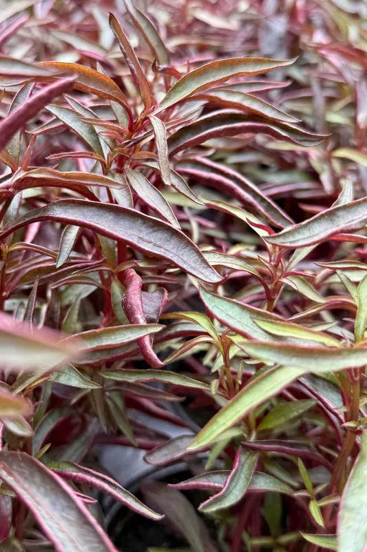 Alternanthera (assorted) 4″