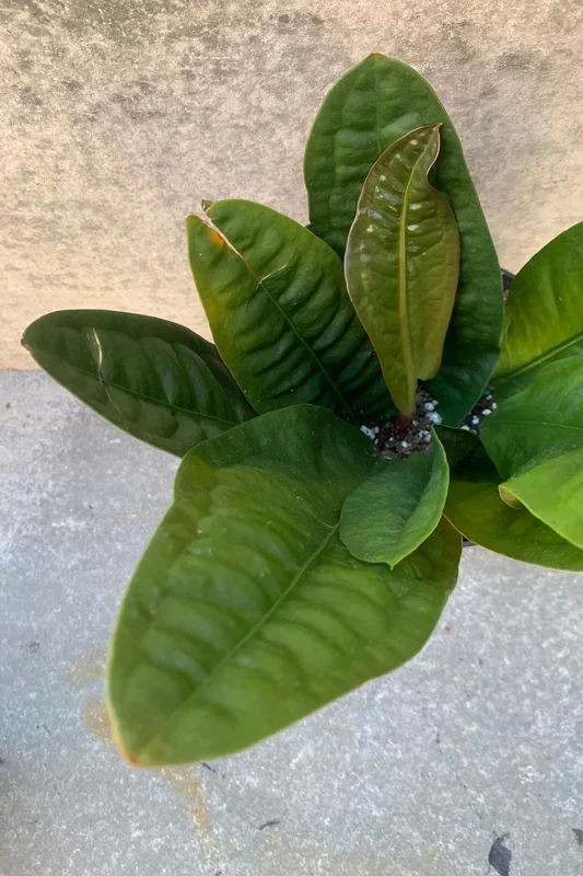 Anthurium superbum 6″