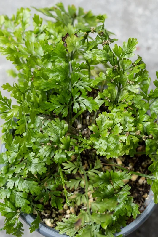 Asplenium bulbiferum “Mother Fern” 4.5″
