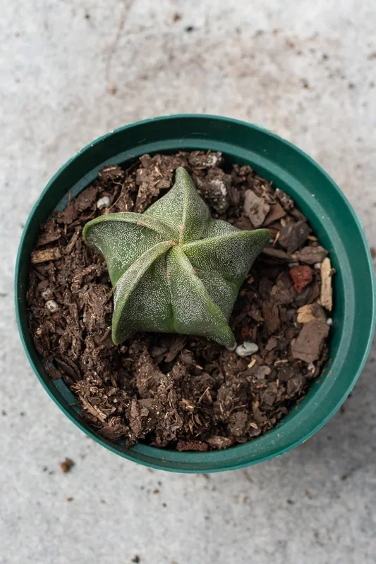 Astrophytum myriostigma “Bishop Cap” 4″