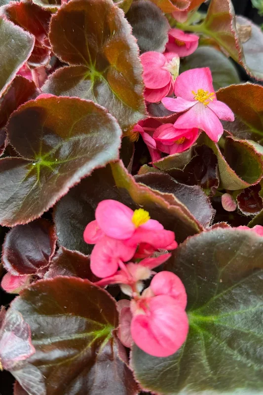 Begonia (assorted) 4.5″
