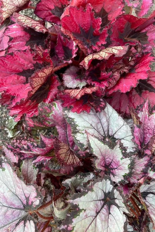 Begonia rex-cultorum 6.5″