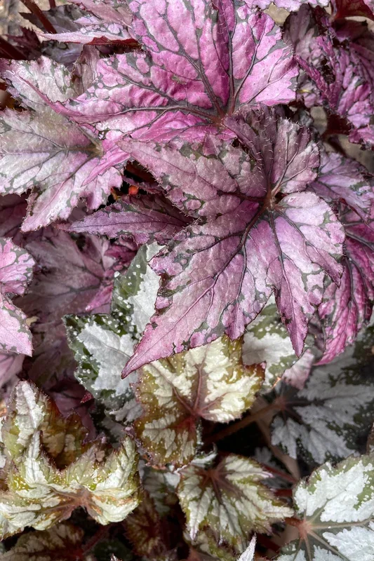Begonia rex-cultorum (Assorted) 12″ HB