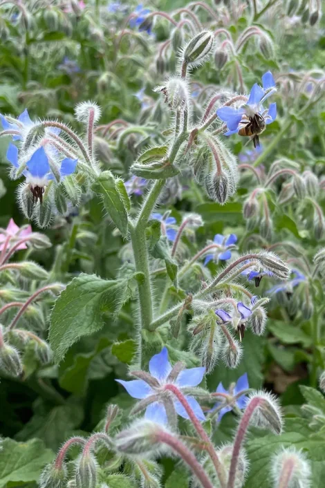 Borage Art Pack Seeds