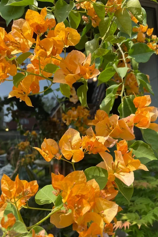 Bougainvillea 10″