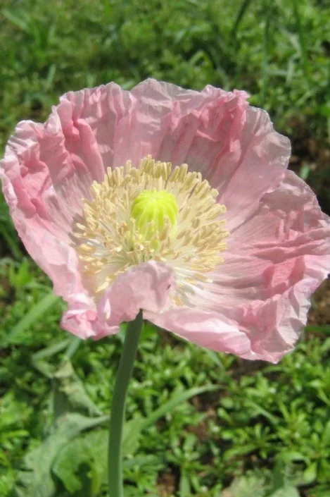 Breadseed Poppy Mix Seeds Art Pack