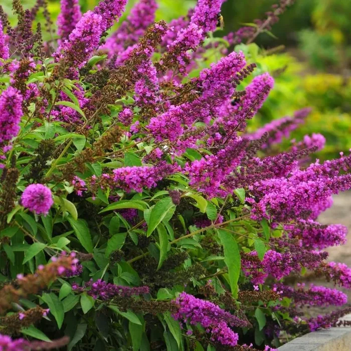 BUTTERFLY BUSH Flutterby Tutti Fruitti Pink #3