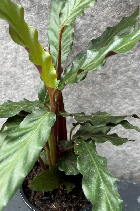 Calathea rufibarba 4″