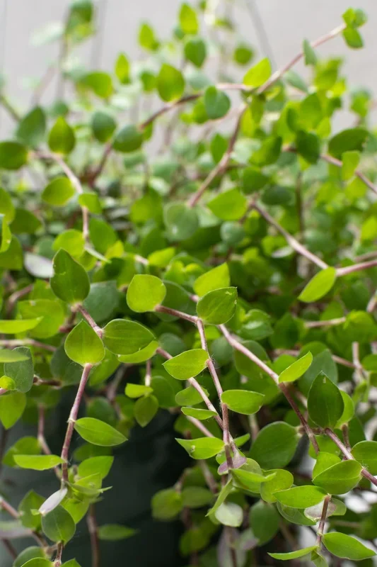Callisia repens 8″