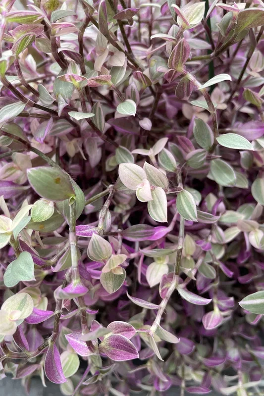Callisia repens ‘Pink Lady’ 6″