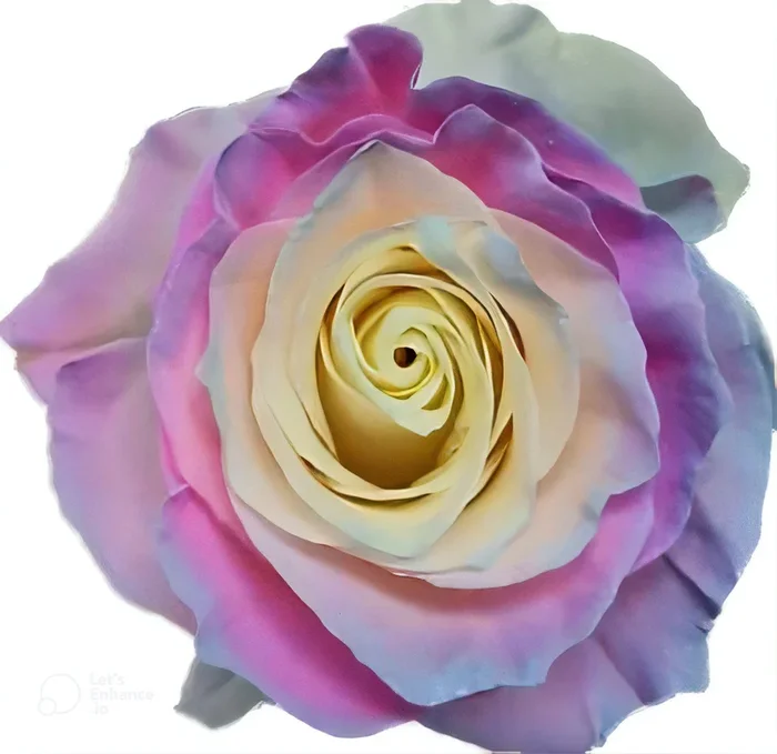Candy Soft Mint Rose Tinted (Fresh Cut)