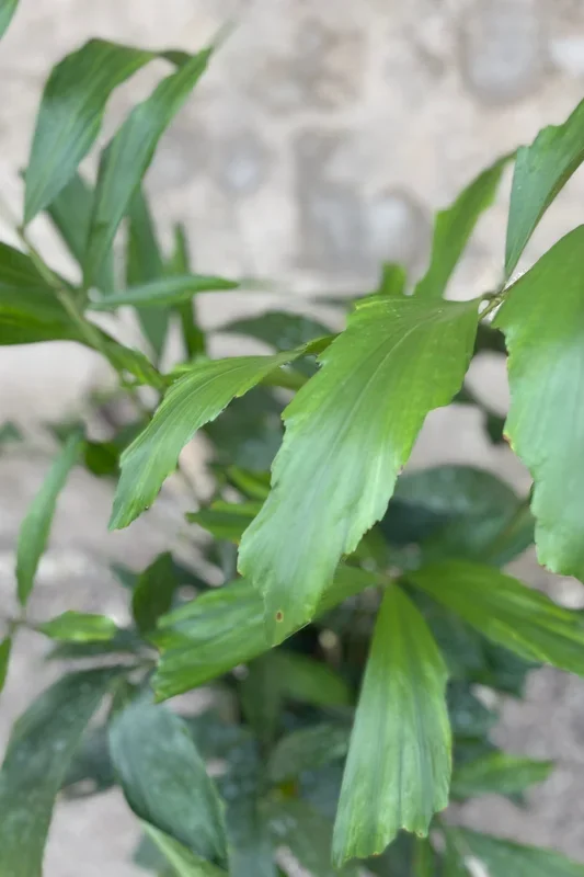 Caryota mitis “Fishtail Palm” 10″