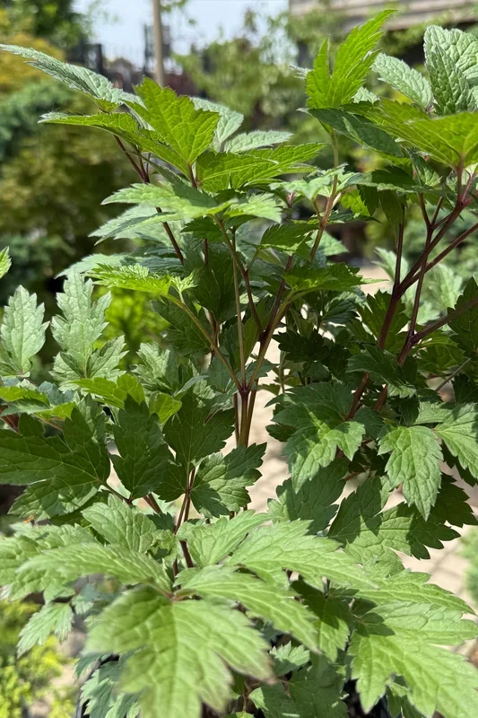 Cimicifuga racemosa ‘Atropurpurea’ #2