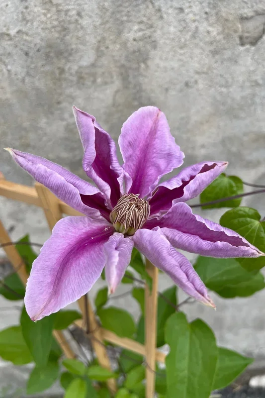 Clematis ‘Bee’s Jubilee’ #1