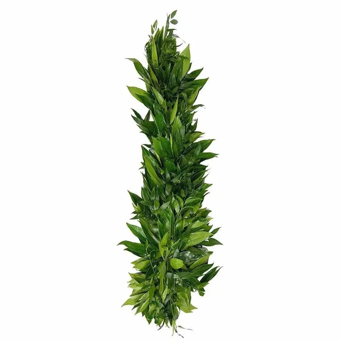Cocculus Italian Ruscus Garland (Fresh Cut)