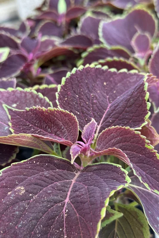 Coleus (assorted) 12″