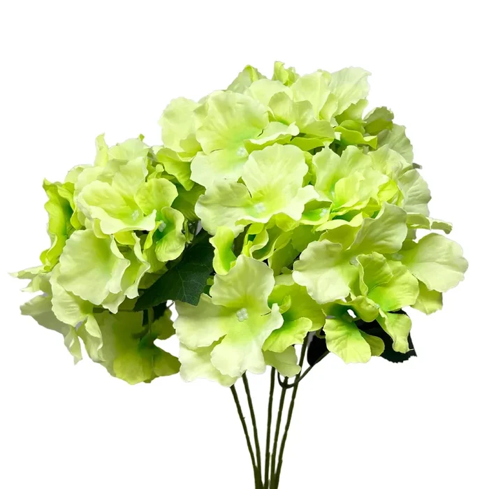 Cypress Garden Hydrangea Bush x 5 – 19” – Green|YSE