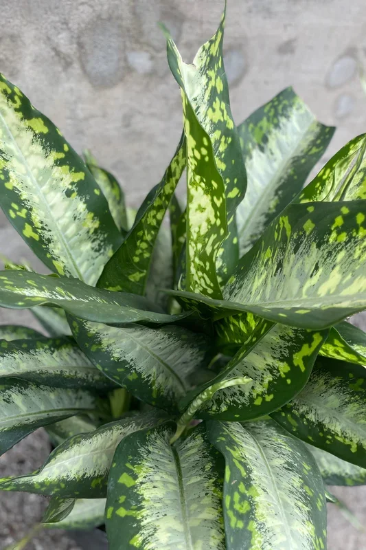 Dieffenbachia ‘Panther’ 14″