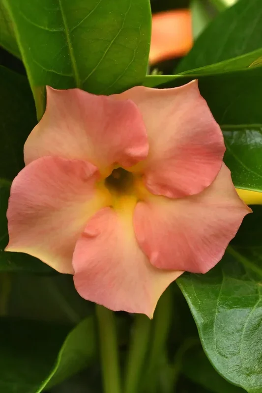 Dipladenia (assorted) #1
