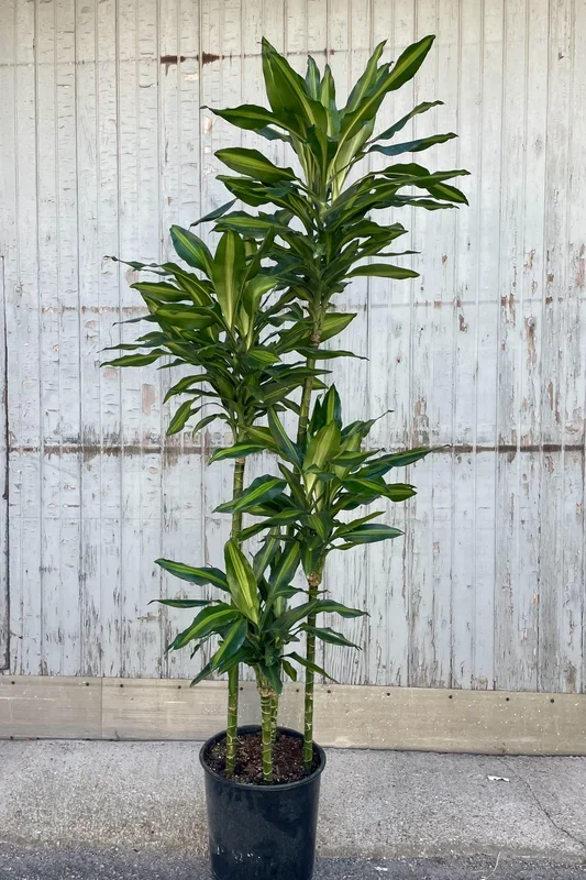 Dracaena ‘Cintho’ staggered cane 12″