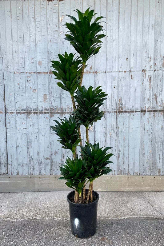 Dracaena ‘Janet Craig Compacta’ #5