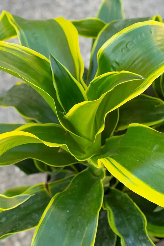 Dracaena deremensis ‘Dorado’ 10″