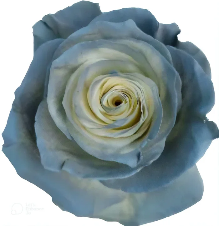 Dusty Blue Rose Tinted (Fresh Cut)