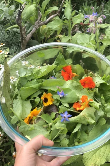 Edible Flower Mix Art Pack Seeds