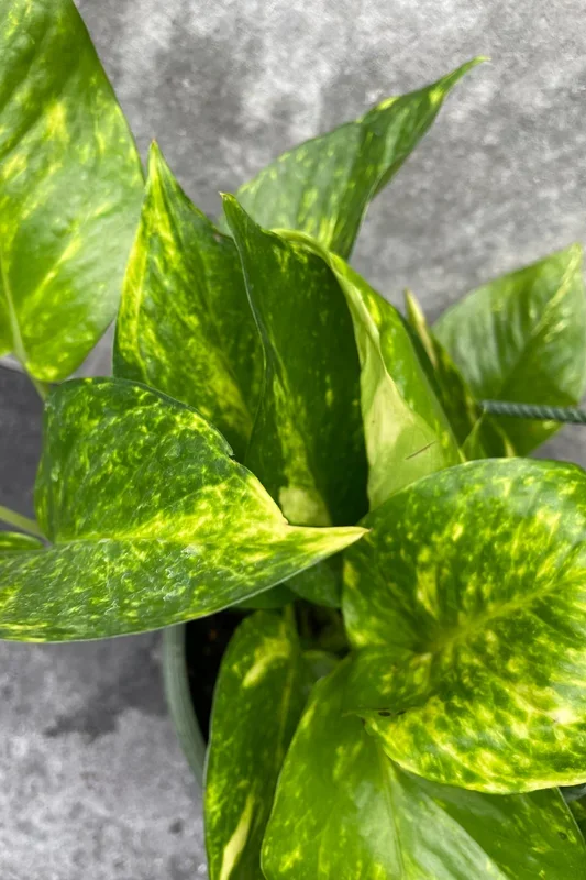 Epipremnum aureum ‘Golden’ 8″