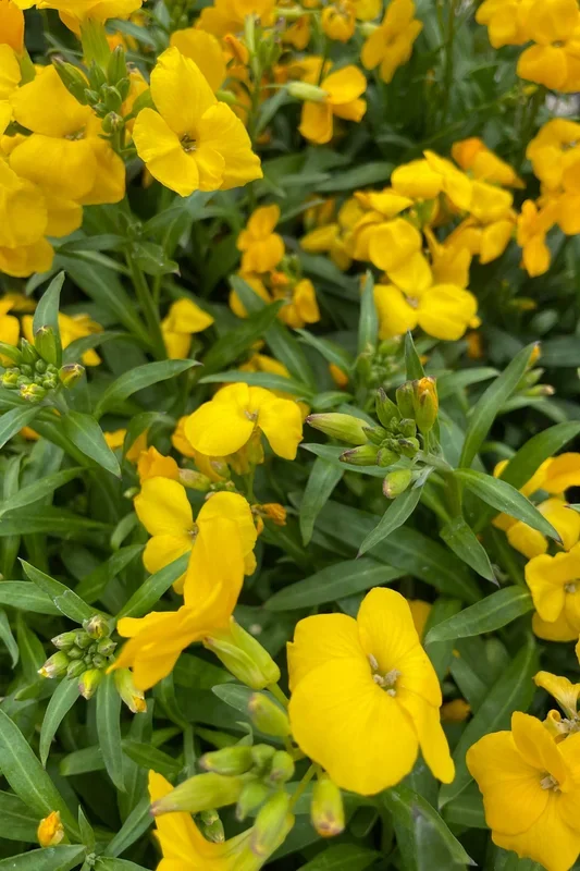 Erysimum (assorted) 4.5″