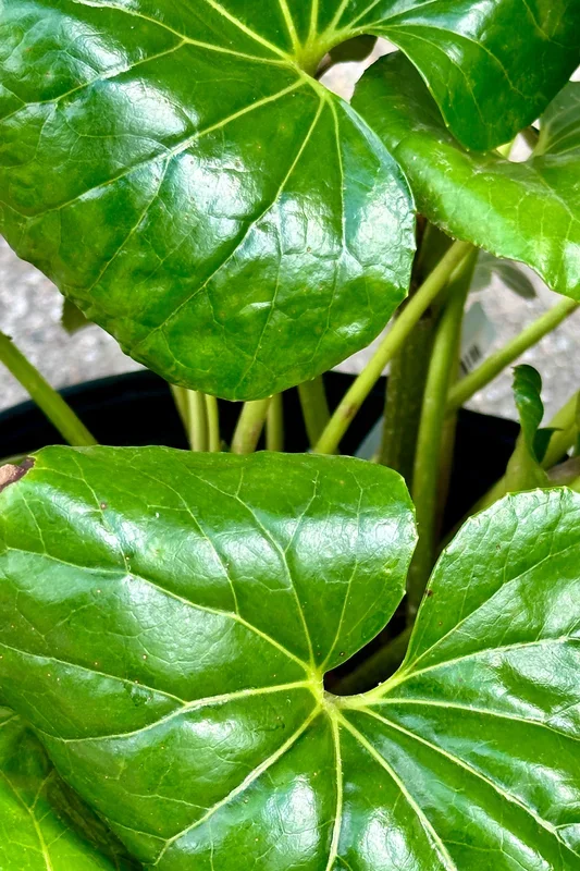 Farfugium japonicum ‘Gigantea’ 12″