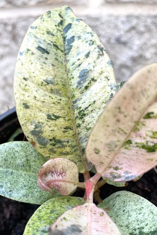 Ficus elastica ‘Shivereana’ 4″