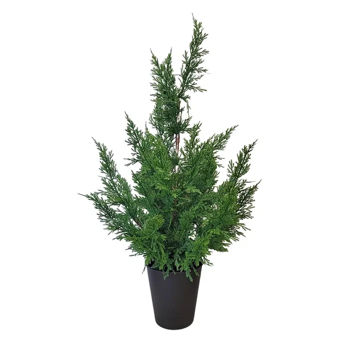 Fresh Touch Cedar Tree in Plastic Pot 29” | YS