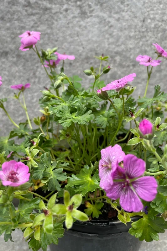 Geranium ‘Sateene’ #1