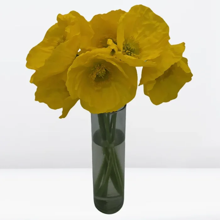 Golden Harvest Yellow Splendor Poppies – Bright and Cheerful Flowers for Floral Design and Export