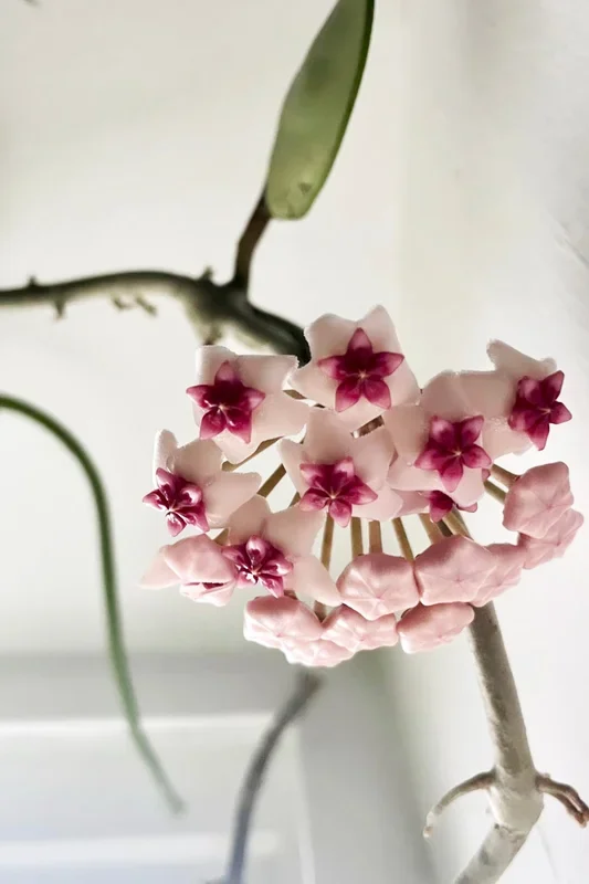 Hoya obovata 8″