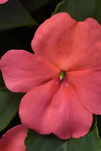 Impatiens (assorted) 4.5″