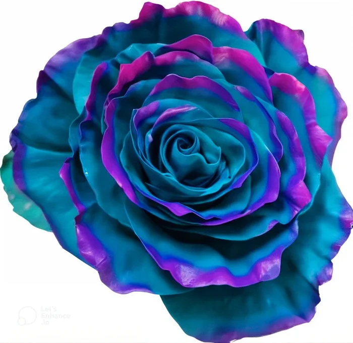Jade Edge Rose Tinted (Fresh Cut)