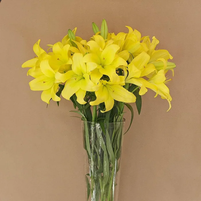 LA Lily Yellow