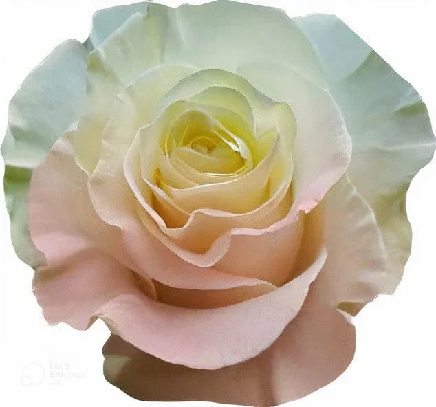 Mermaid Rose Tinted (Fresh Cut)