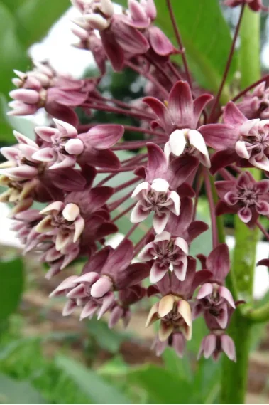 Milkweed Seeds Art Pack