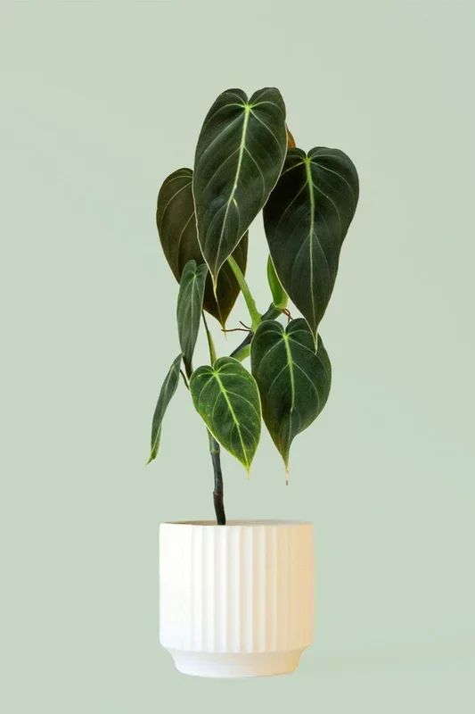Monroe Planter Vintage White 6.75″