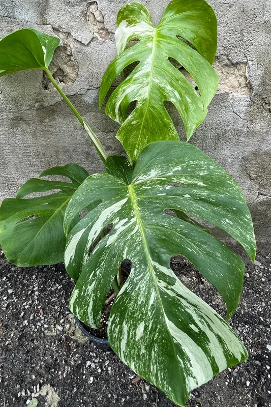 Monstera deliciosa ‘Variegata’ 6″