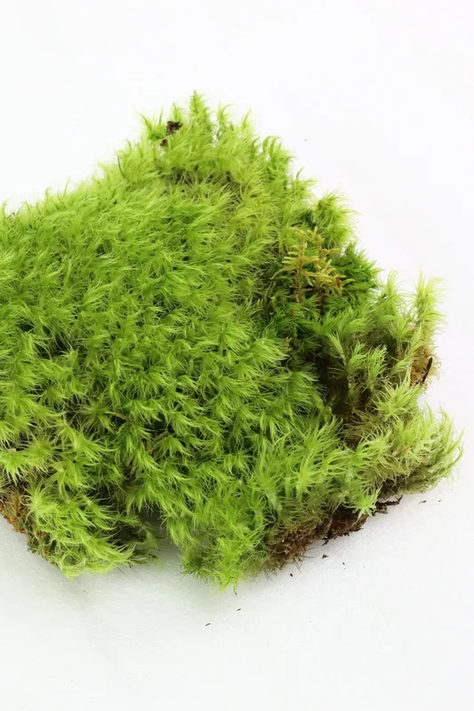 Mood Moss, Revita-Moss Square